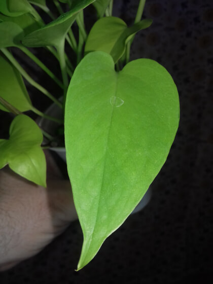 Epipremnum Golden Pothos