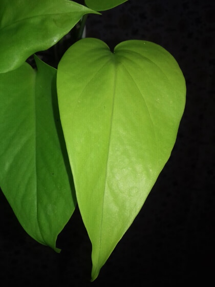 Epipremnum Golden Pothos 3