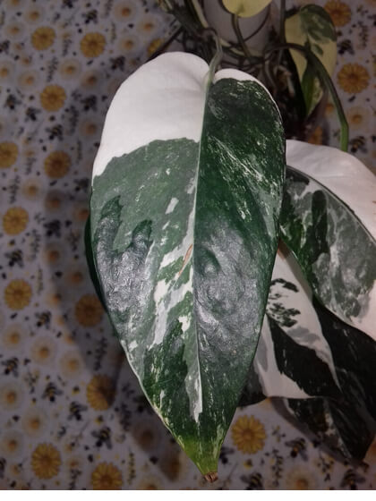 Epipremnum albo variegata