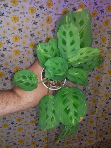 Maranta variegata