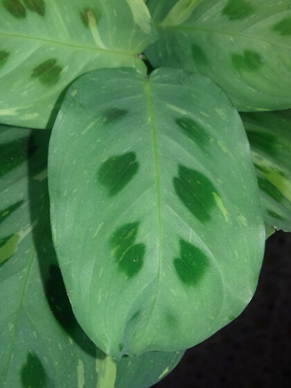 Maranta variegata