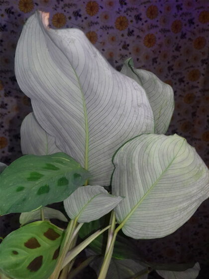 Maranta variegata