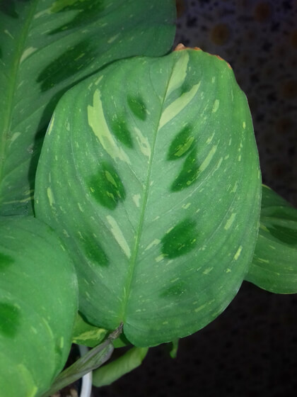 Maranta variegata 4