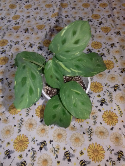 Maranta variegata 5