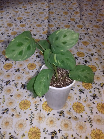 Maranta variegata 6
