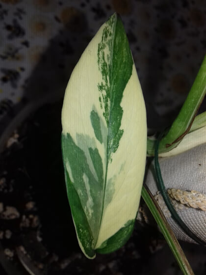 Epipremnum albo variegata