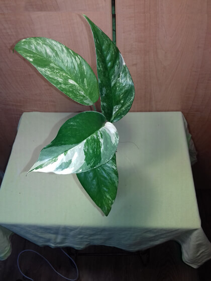 Epipremnum albo variegata