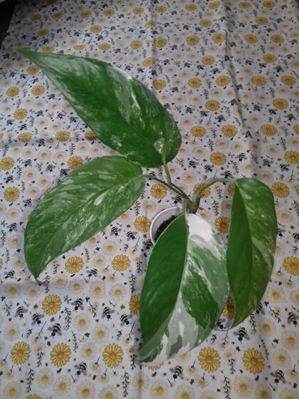Epipremnum albo variegata