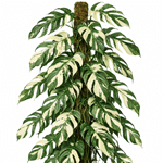 Epipremnum albo variegata