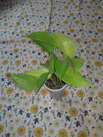 Epipremnum Golden Pothos