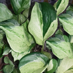 Epipremnum happy leaf