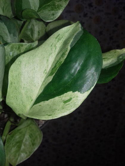 Epipremnum happy leaf