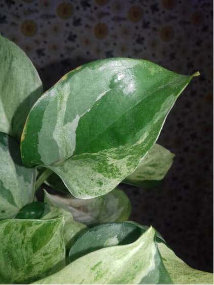 Epipremnum happy leaf