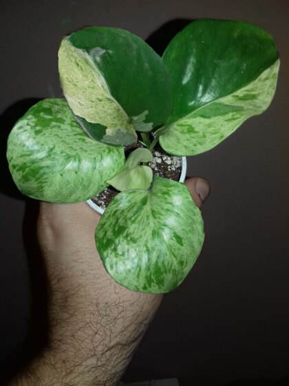 Epipremnum happy leaf