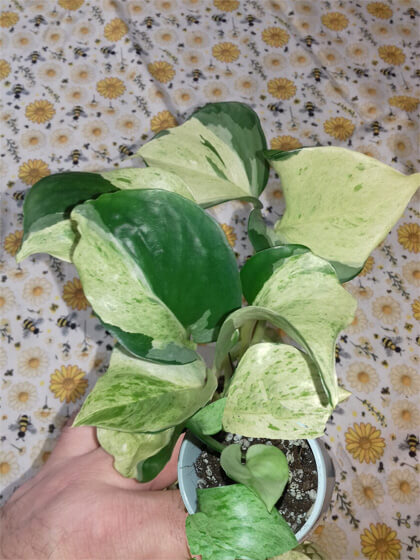 Epipremnum happy leaf