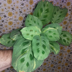 Maranta variegata